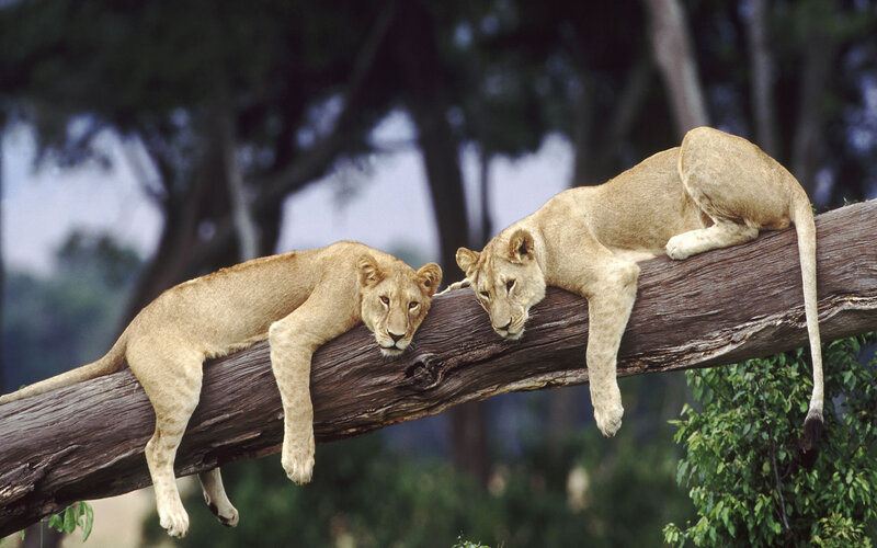 Two Lion Cubs on Branch — Brown, Calm