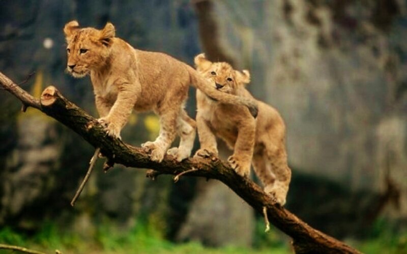 Two Lion Cubs on Branch — Brown, Playful