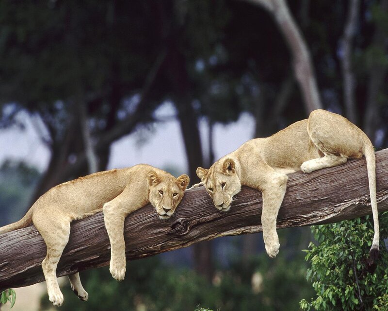 Two Lion Cubs on Branch — Brown