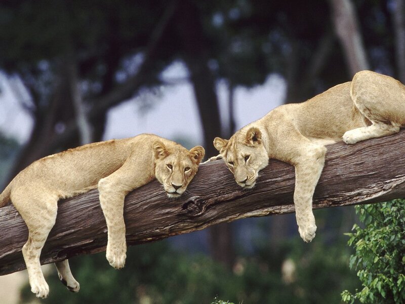 Two Lion Cubs on Branch