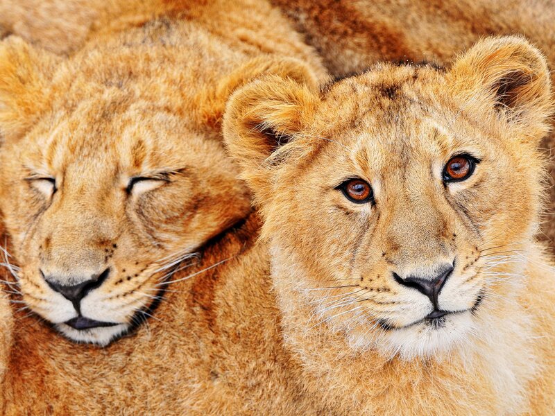 Two Lion Cubs — Photograph