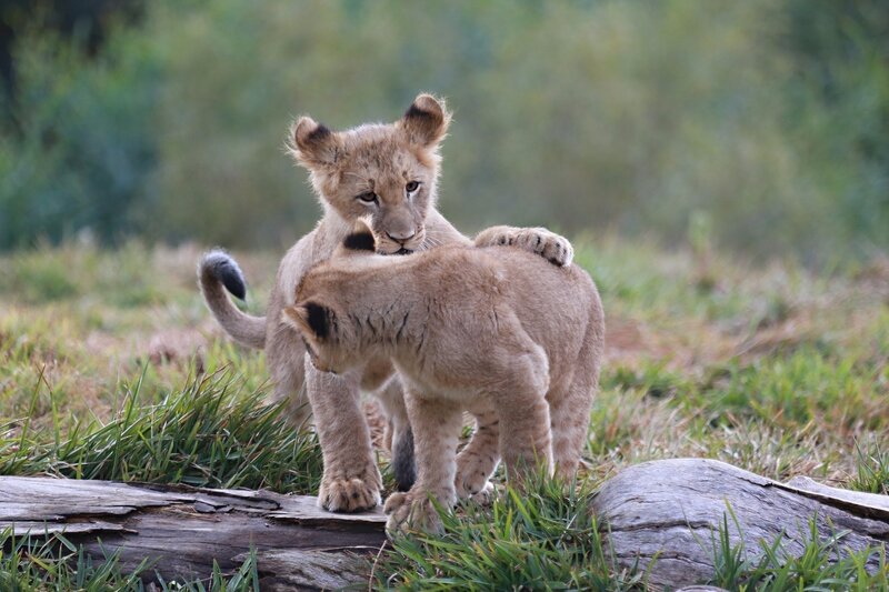 Two lion cubs playing