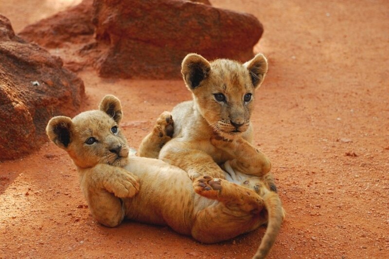 Two lion cubs playing