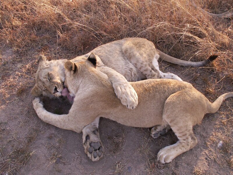 Two Lion Cubs Playing — Brown, Playful, Afternoon, Photograph, Dry Grass