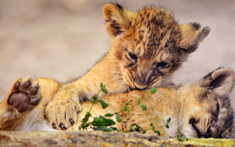 Two Lion Cubs Playing — Brown, Playful, Afternoon, Photograph, Plant