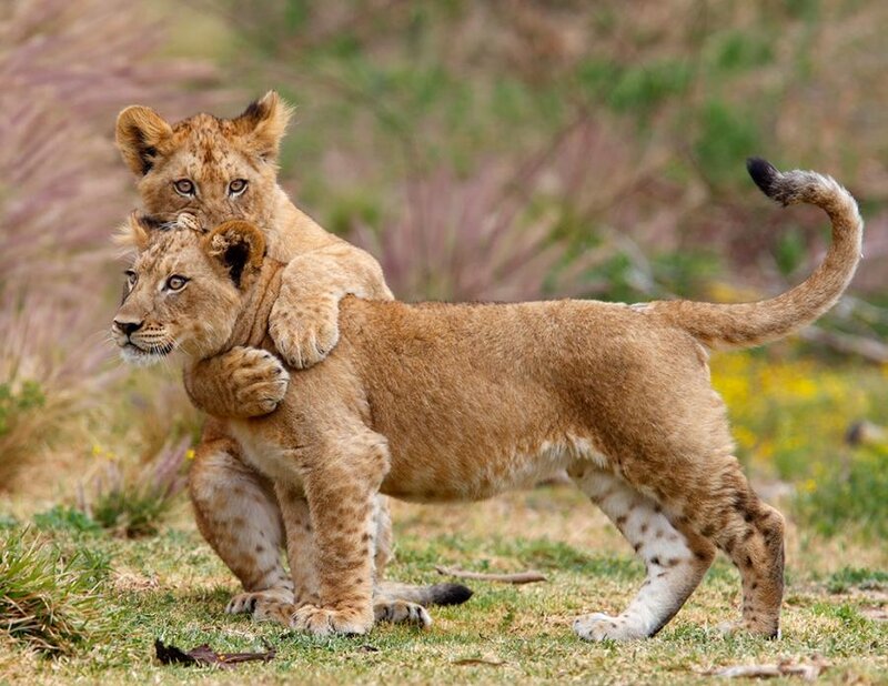 Two Lion Cubs Playing — Brown, Playful, Afternoon