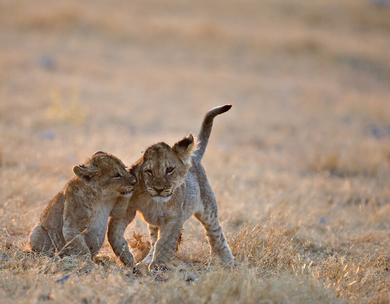 Two Lion Cubs Playing — Brown, Playful, Sunset