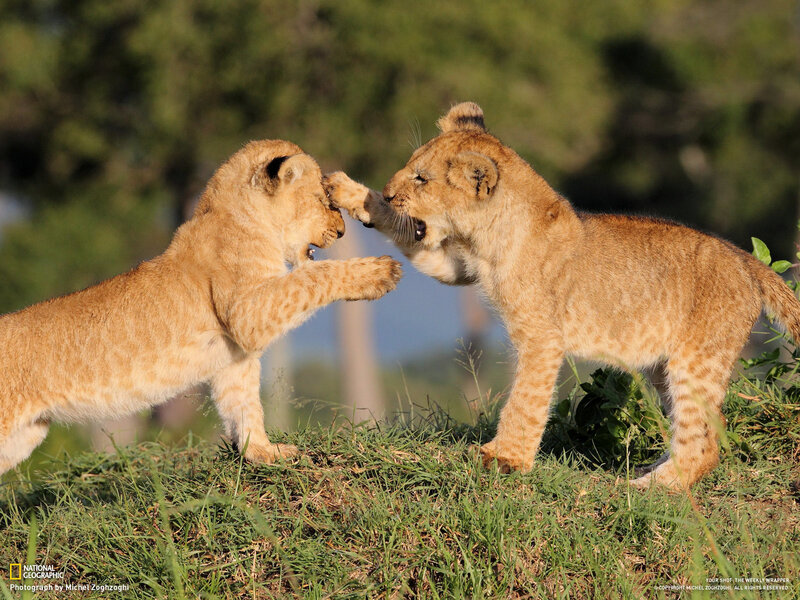 Two Lion Cubs Playing — Brown, Playful