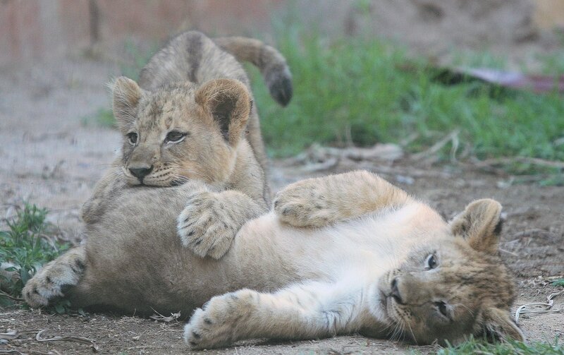 Two Lion Cubs Playing — Brown