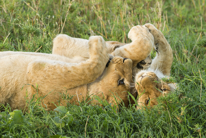 Two Lion Cubs Playing — Green