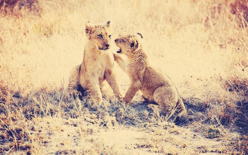 Two lion cubs playing