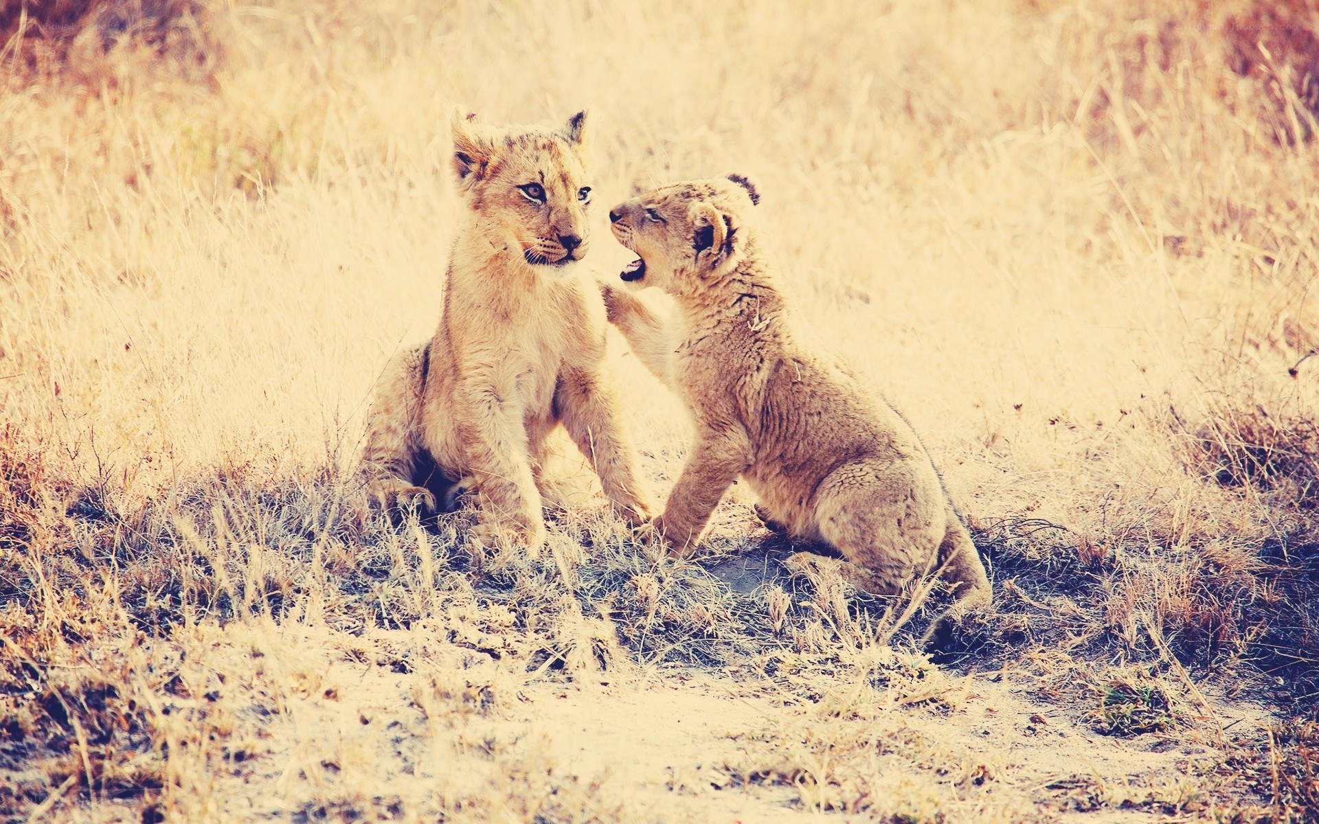 Two lion cubs playing