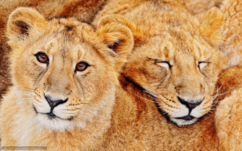 Two lion cubs resting