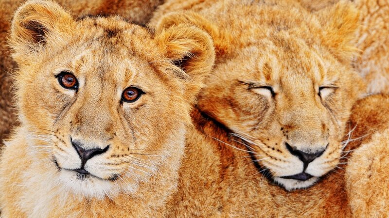 Two lion cubs resting