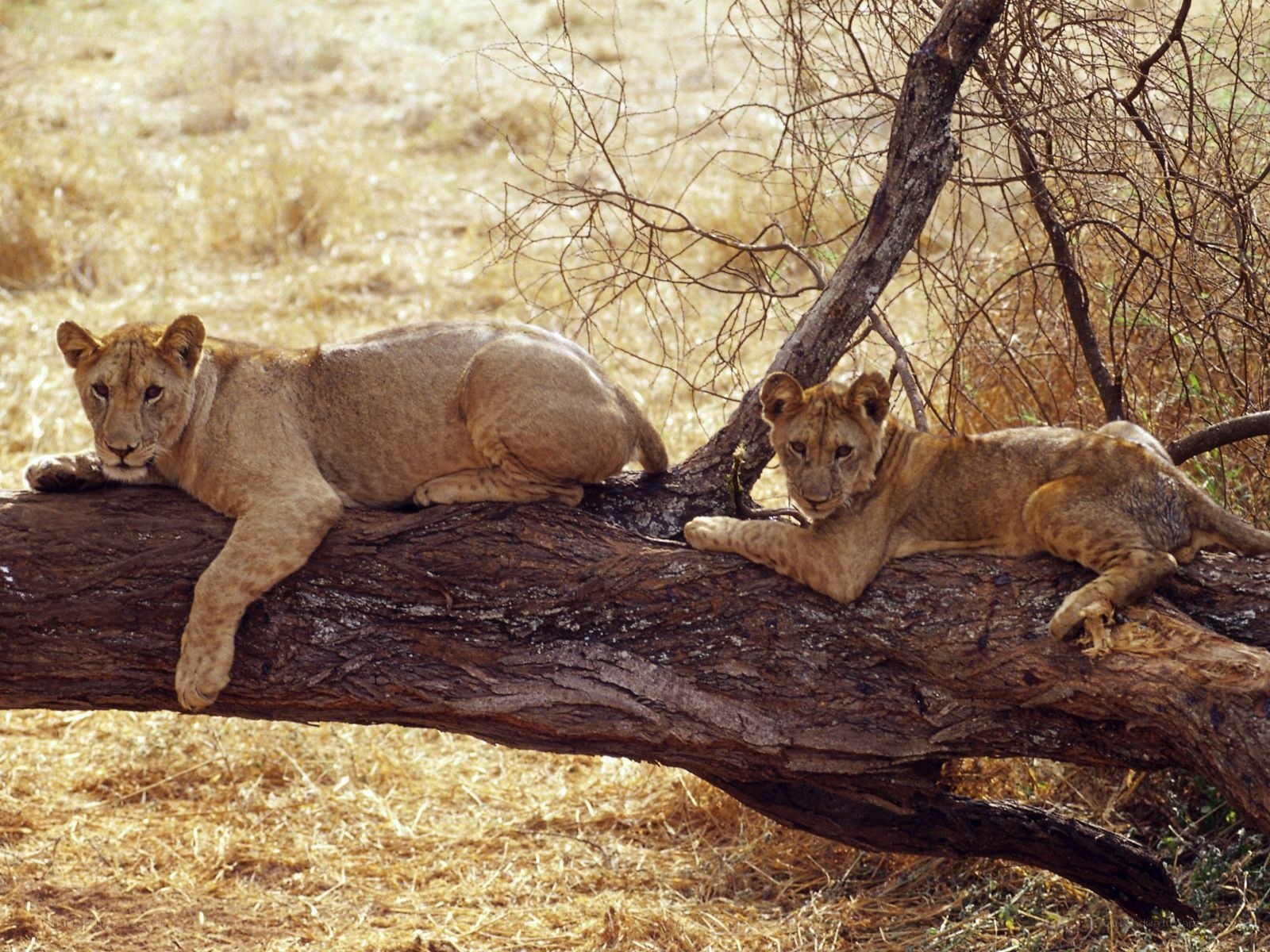 Two lion cubs resting on a log