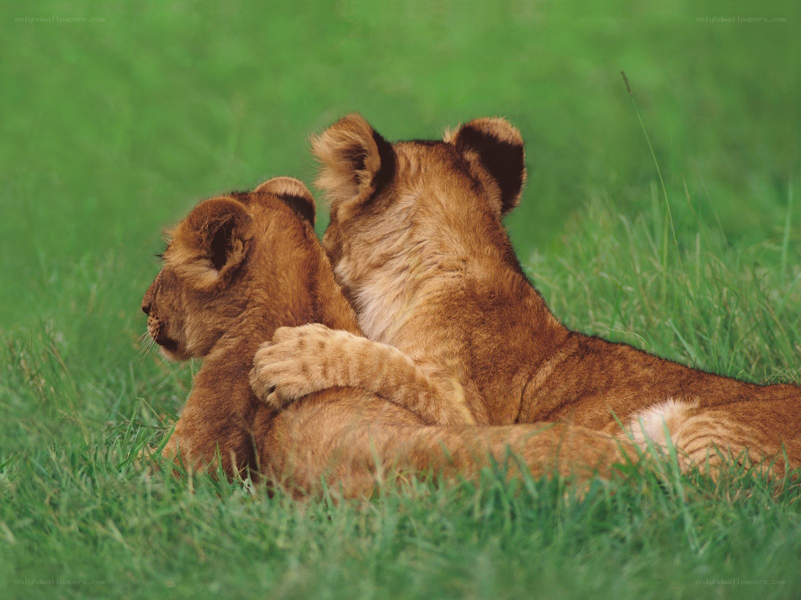 Two lion cubs resting together