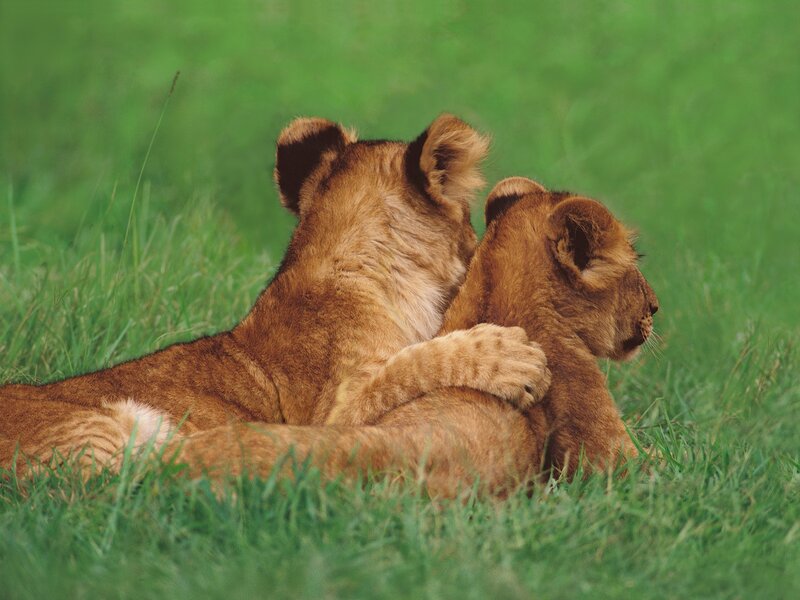 Two lion cubs resting together