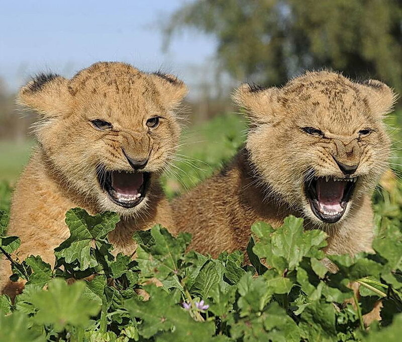 two lion cubs roaring