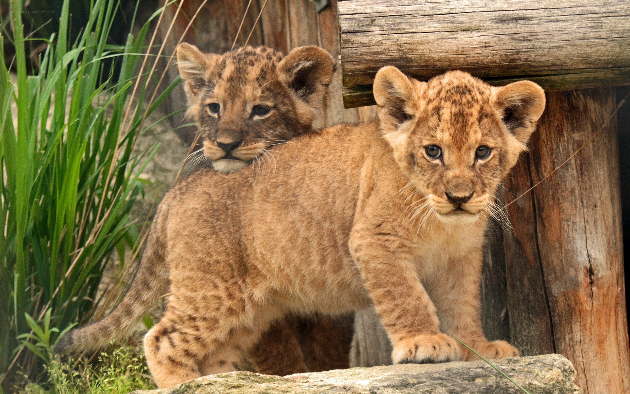 two lion cubs together