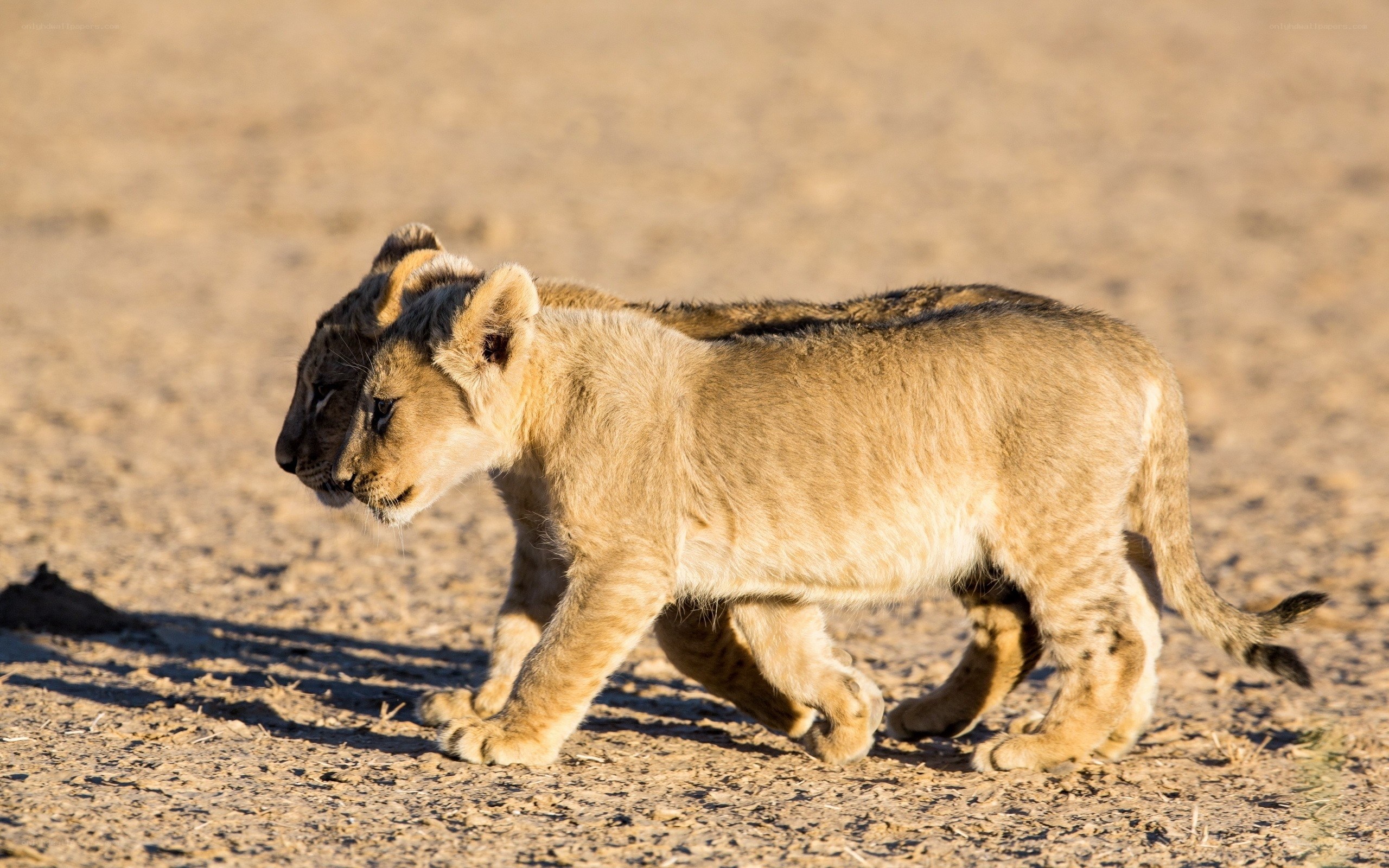 Two lion cubs walking