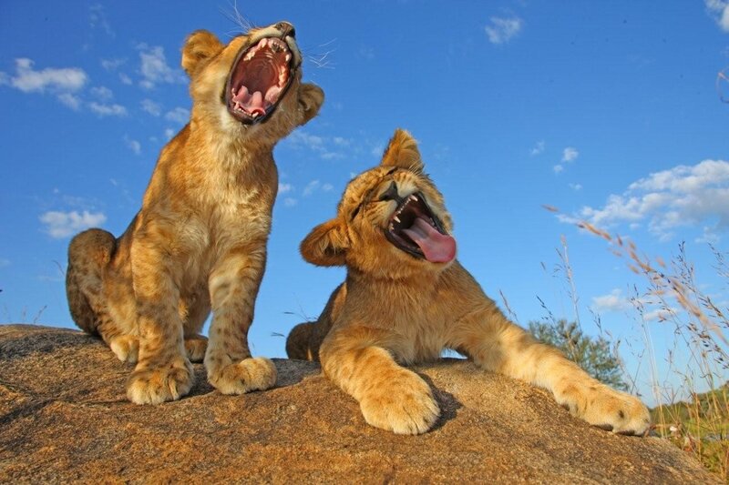 Two Lion Cubs Yawning — Blue