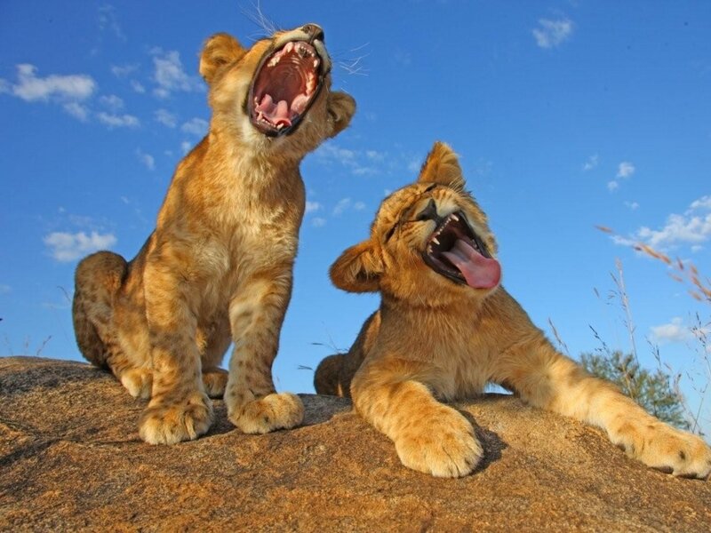 Two Lion Cubs Yawning