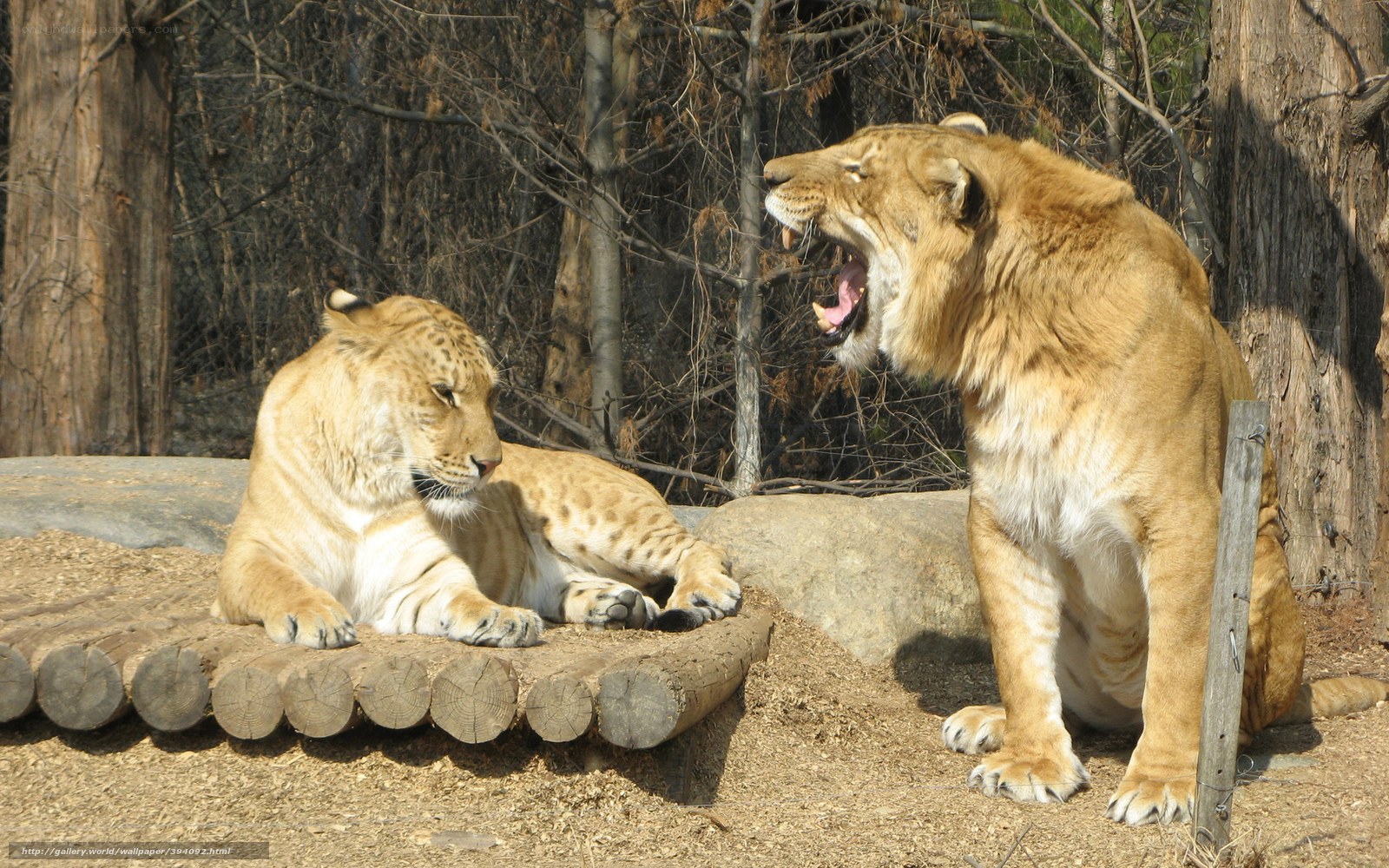 Two lion hybrids in enclosure