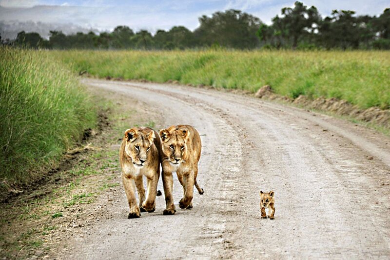 Two Lionesses and a Cub — Brown, Natural