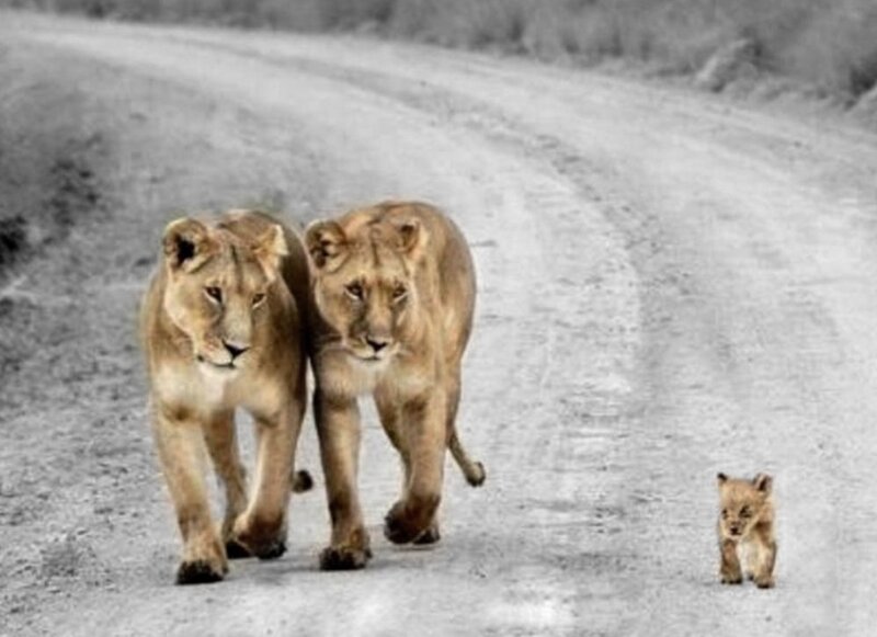 Two Lionesses and a Cub — Brown