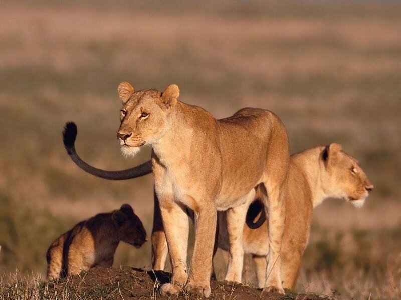 Two Lionesses and a Cub