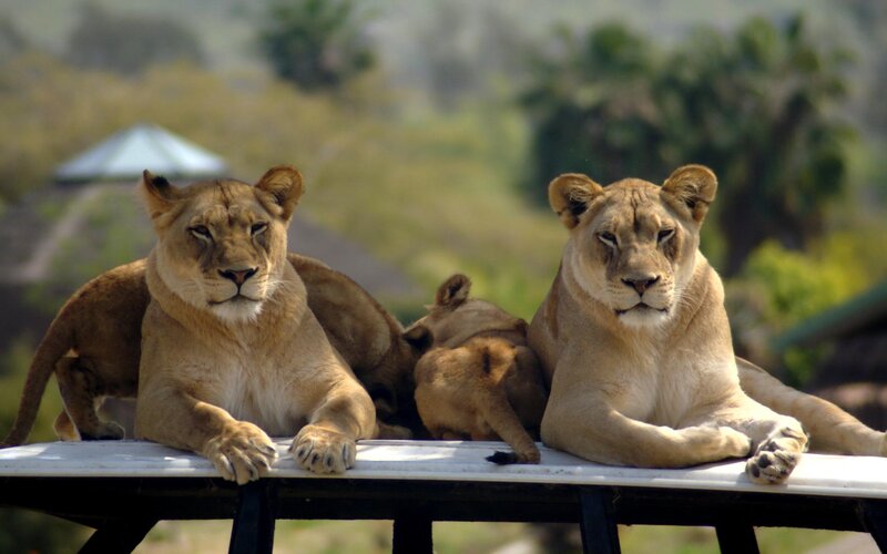 Two Lionesses and Cub — Brown