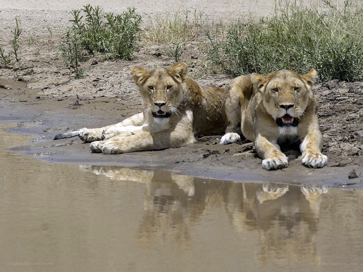 Two lionesses at a waterhole