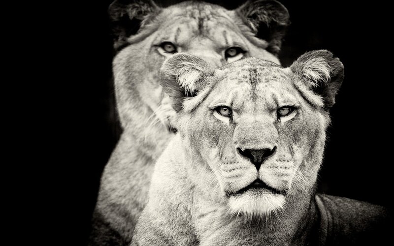 Two Lionesses — Black, Dramatic, Photograph