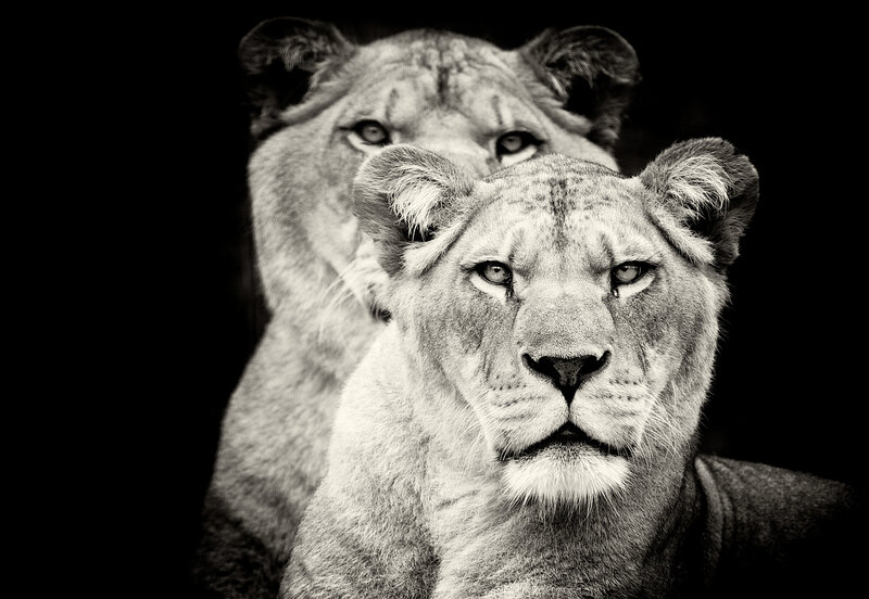Two Lionesses — Black, Dramatic
