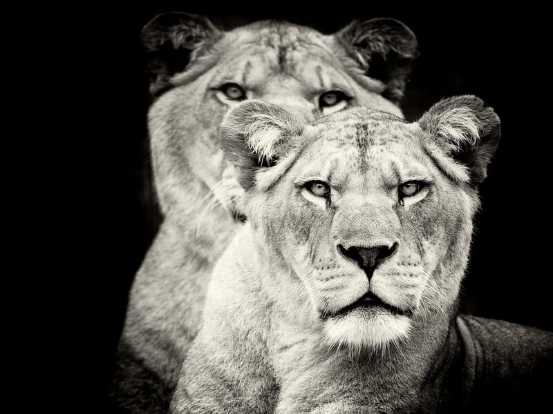Two Lionesses — Black