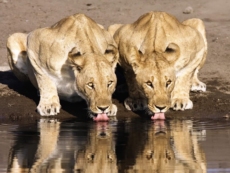 Two Lionesses Drinking — Brown, Calm, Afternoon