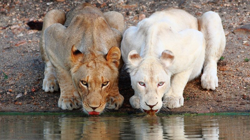Two Lionesses Drinking — Brown