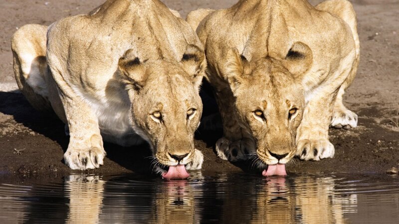 two lionesses drinking water