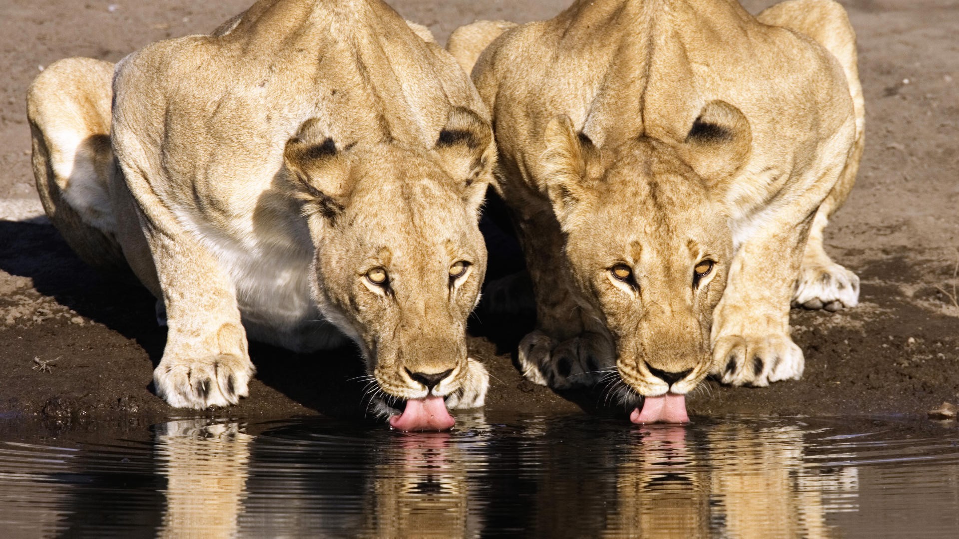 two lionesses drinking water
