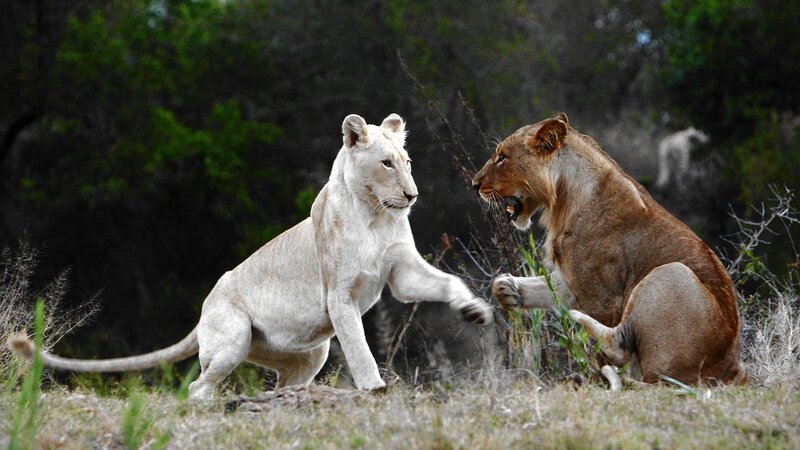 Two Lionesses Fighting — White, Dramatic