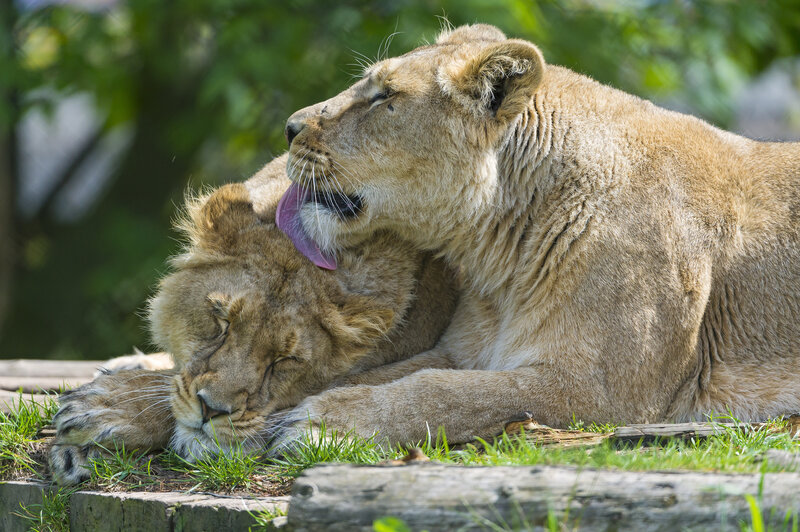 Two Lionesses Grooming — Brown