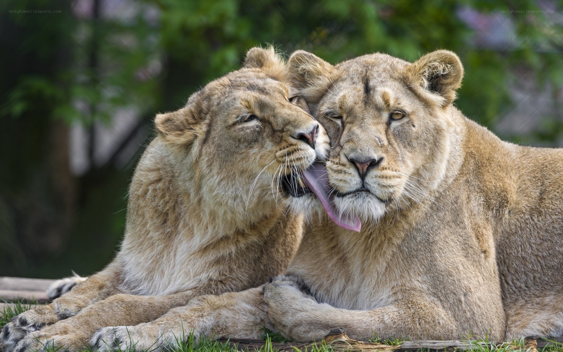 Two lionesses grooming each other