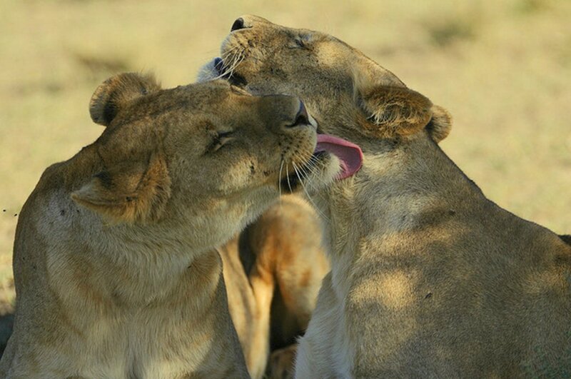 Two Lionesses Grooming