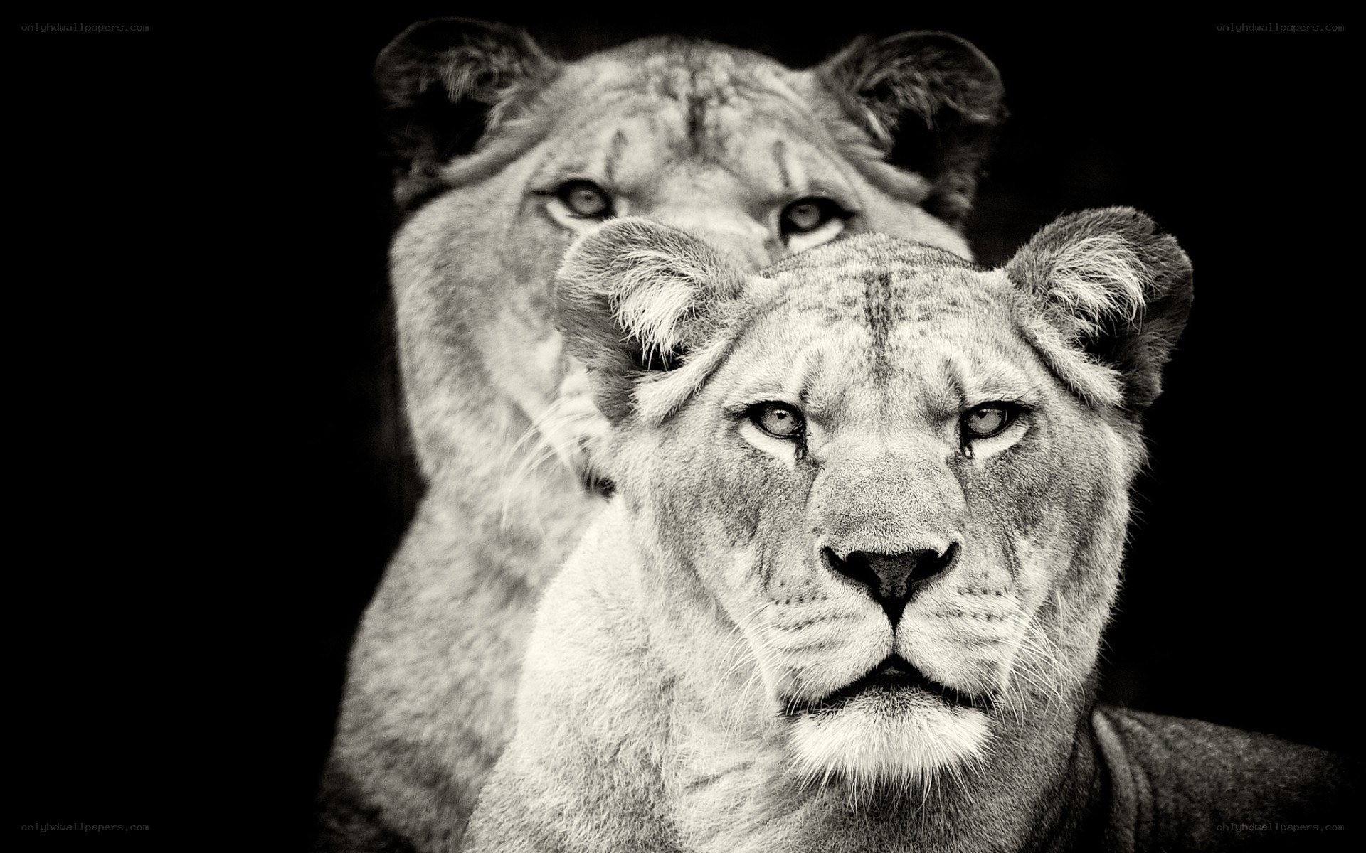 Two lionesses in black and white