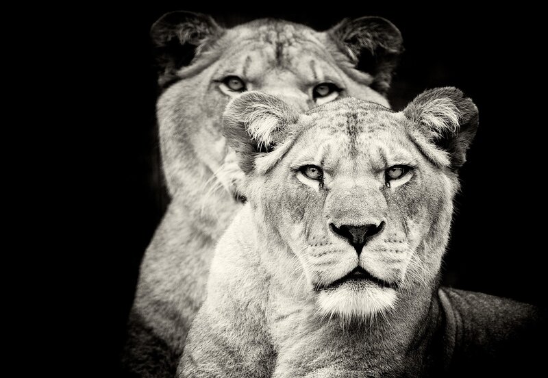 Two Lionesses in Focus — Black