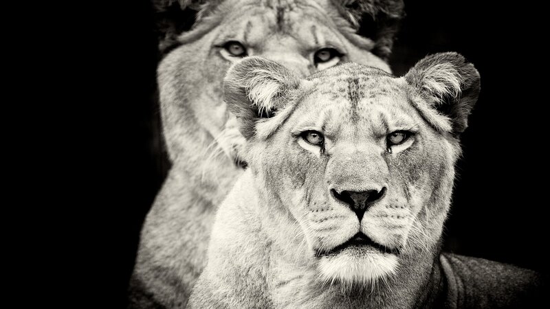 Two Lionesses in Focus