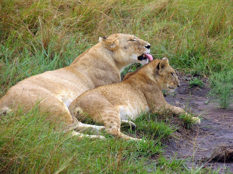 Two Lionesses in Grass — Brown, Calm, Photograph