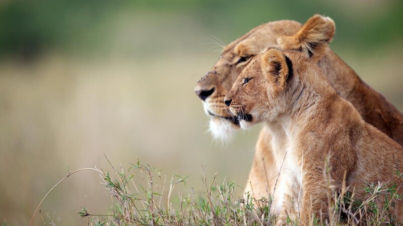 Two Lionesses in Grass — Brown