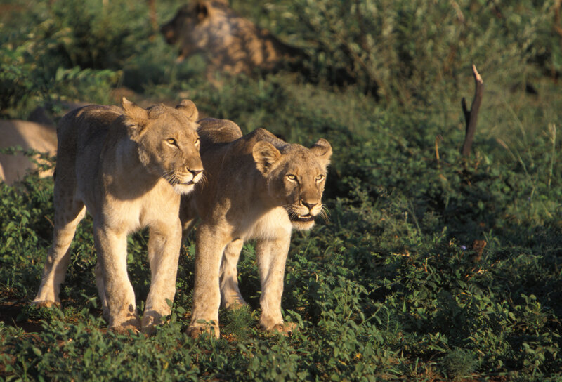 Two Lionesses in Grass — Green, Alert
