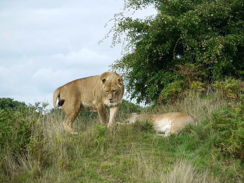 Two Lionesses in Grass